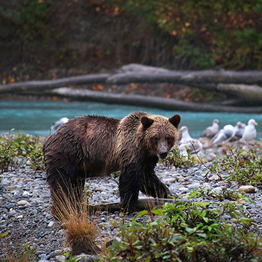 Grizzly Bear