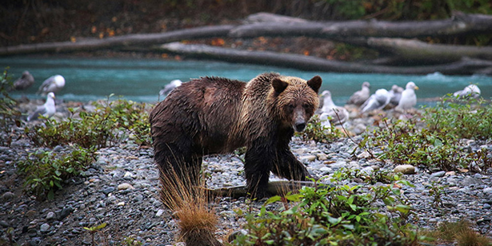 Grizzly Bear